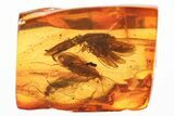 Six Fossil Caddisflies (Trichoptera) In Baltic Amber #346410-1